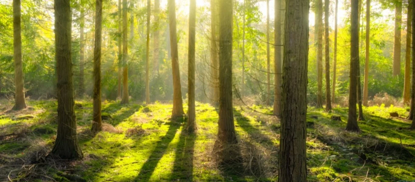 Δεν πίστευε στην τύχη του: Mια βόλτα στο δάσος τον έκανε εκατομμυριούχο (φωτο)